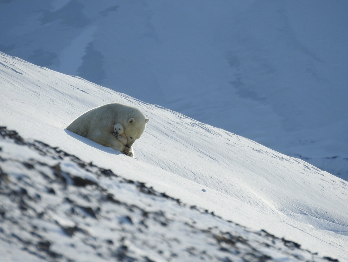 Самка с медвежонком. Фото: заповедник "Остров Врангеля"/"ВКонтакте". https://vk.com/ostrovwrangelya?w=wall-112940982_2850