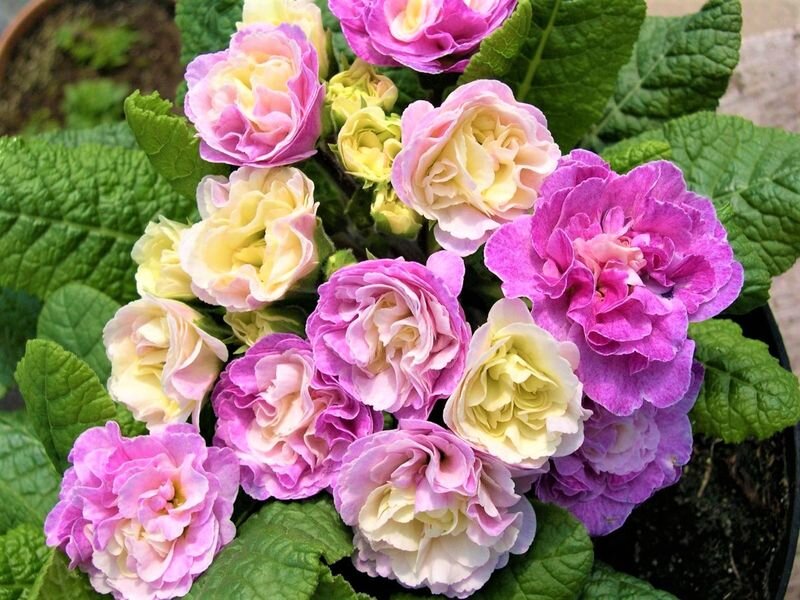  Листайте галерею. Сорт Pink Champagne. Фото с сайта: https://goo.su/UQ6y