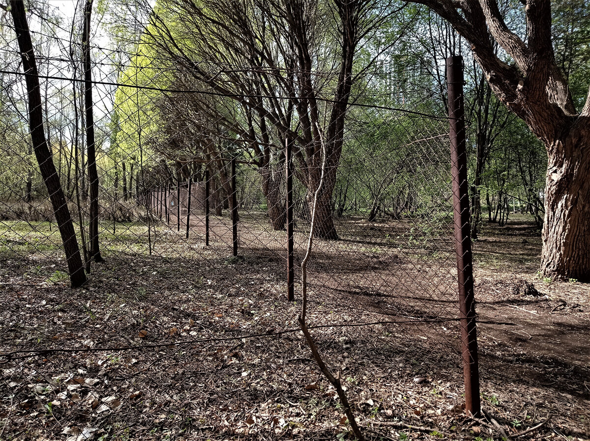 Аллея колючей проволоки в Ботаническом саду Екатеринбурга