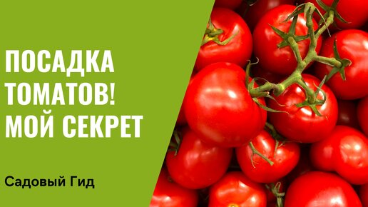 ПОСАДКА ТОМАТОВ 🍅 Что класть в лунку при посадке?