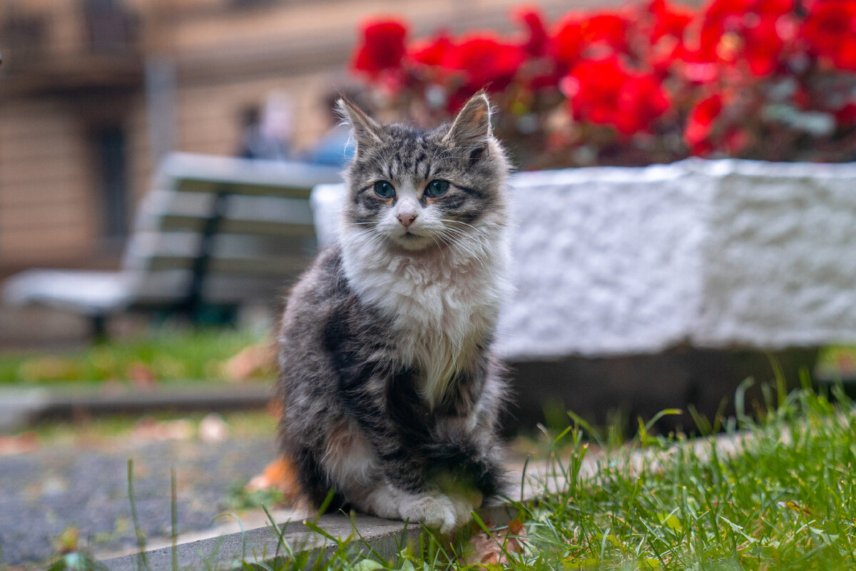 Пушистые хранители науки в ЛЭТИ