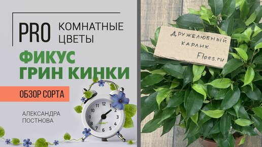 Фикус бенджамина Грин Кинки - неприхотливый зеленый друг карликового роста. Знакомству быть.