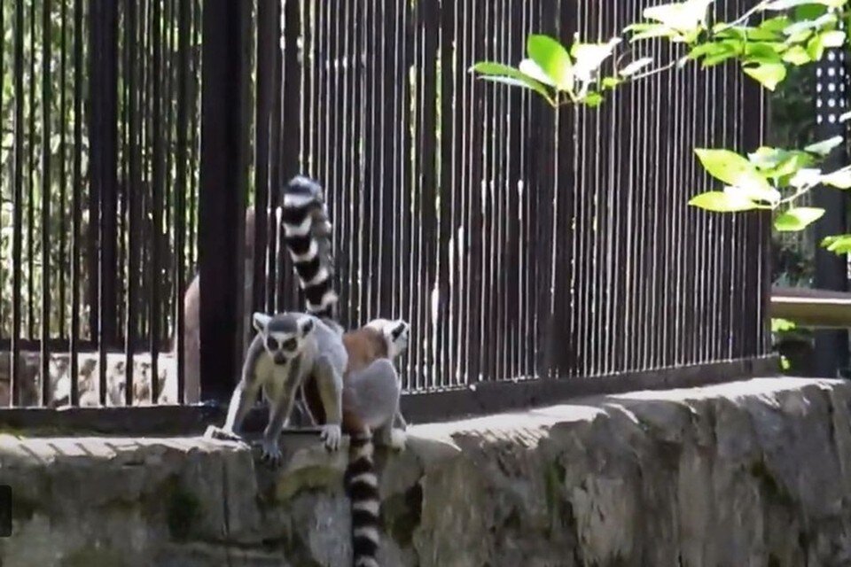     В Новосибирском зоопарке малыши лемуров снова отправились погулять вне клетки. Фото: Кадр из видео\Анна Новикова