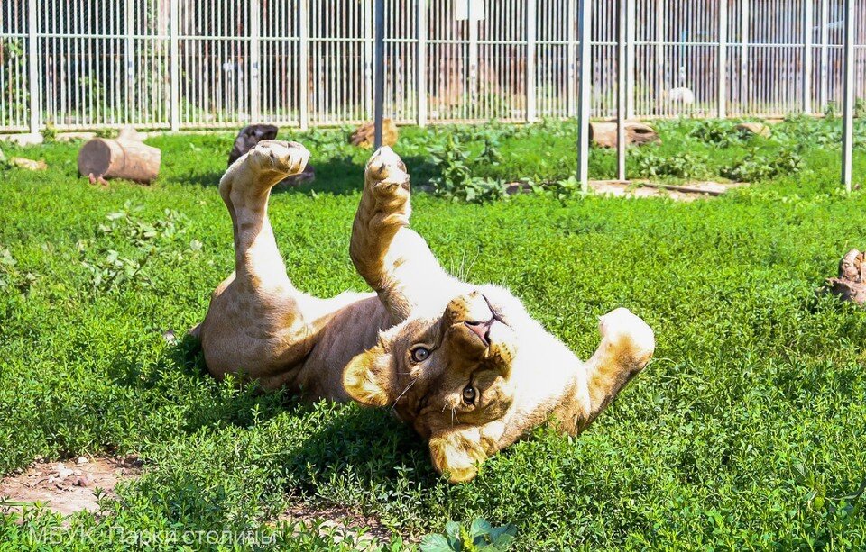     Праздник удался. Фото: Парки столицы (г. Симферополь)/VK
