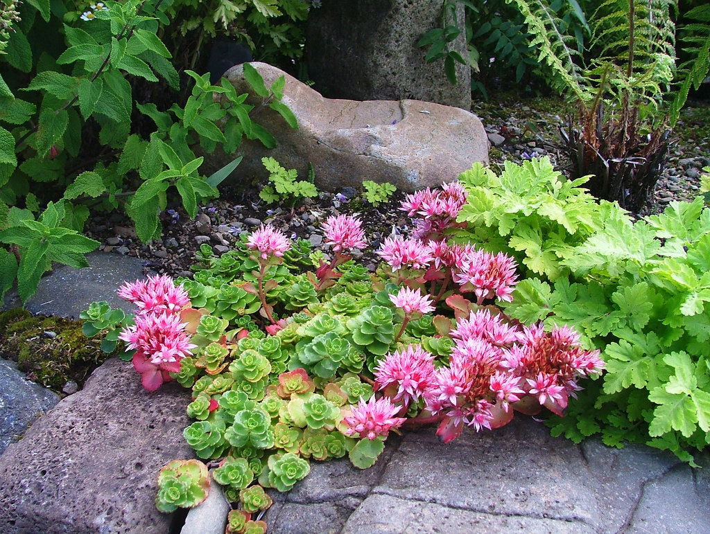 Очиток цветок садовый многолетний фото в ландшафтном дизайне