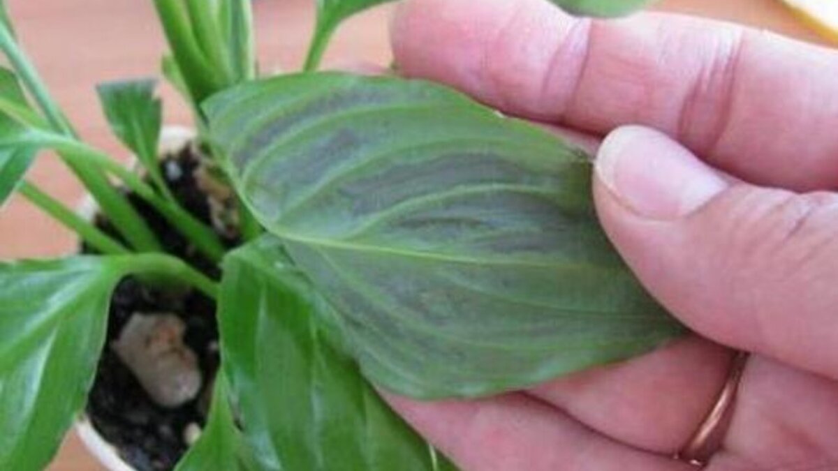 мучнистый червец на спатифиллум.