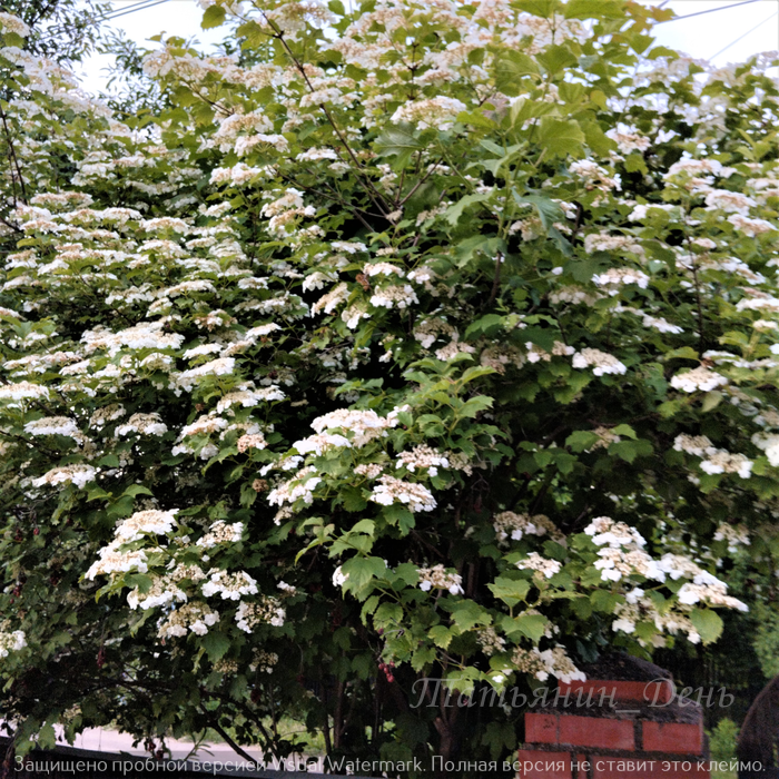 Цветущая калина у моей калитки                                                dzen.ru/tatiana_day