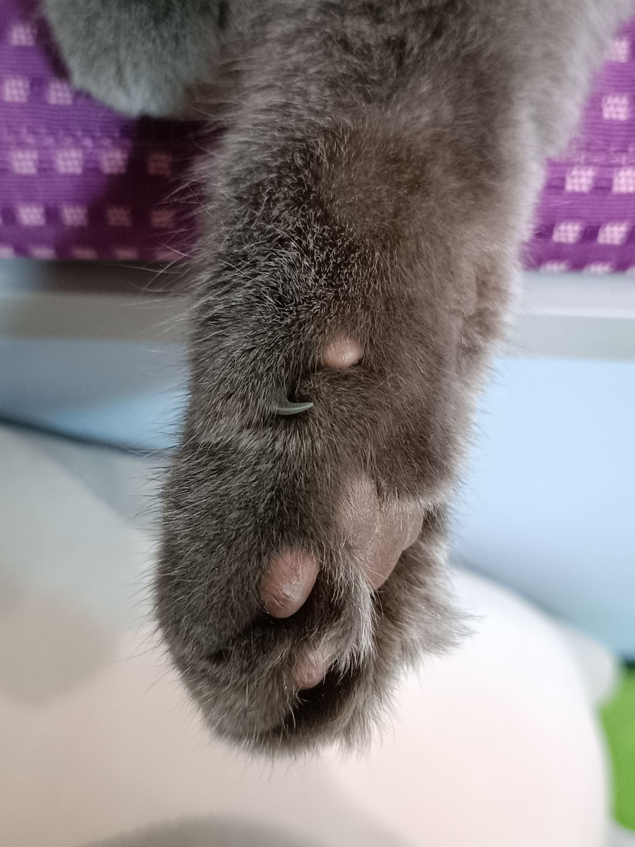 это моя лапа