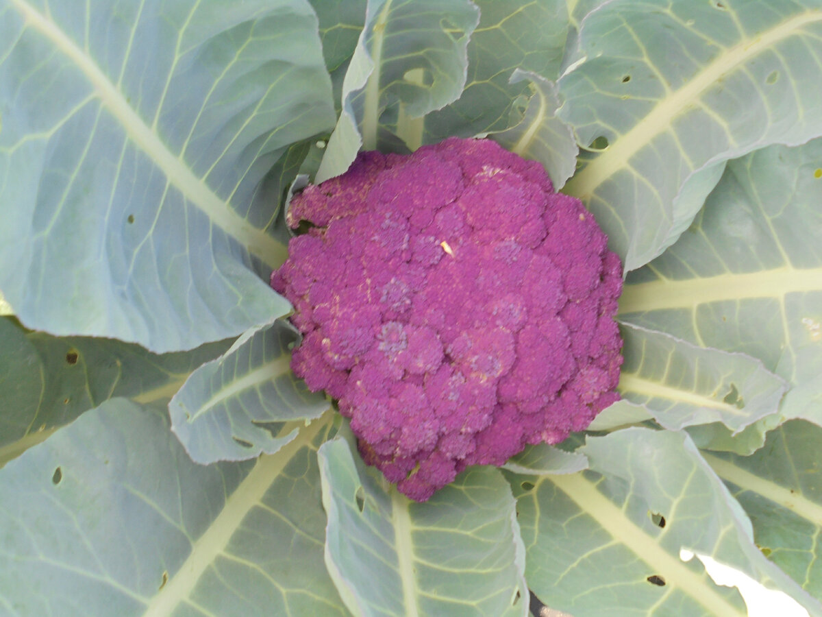 Кораллы Клары