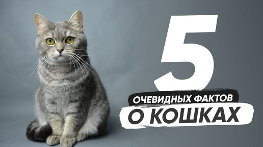 5 очевидных, но удивительных фактов о кошках