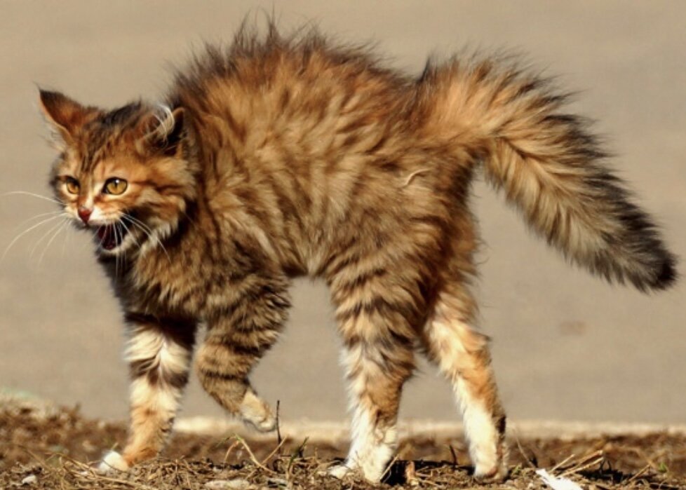 Активация таламических зон у кошки при реальной опасности