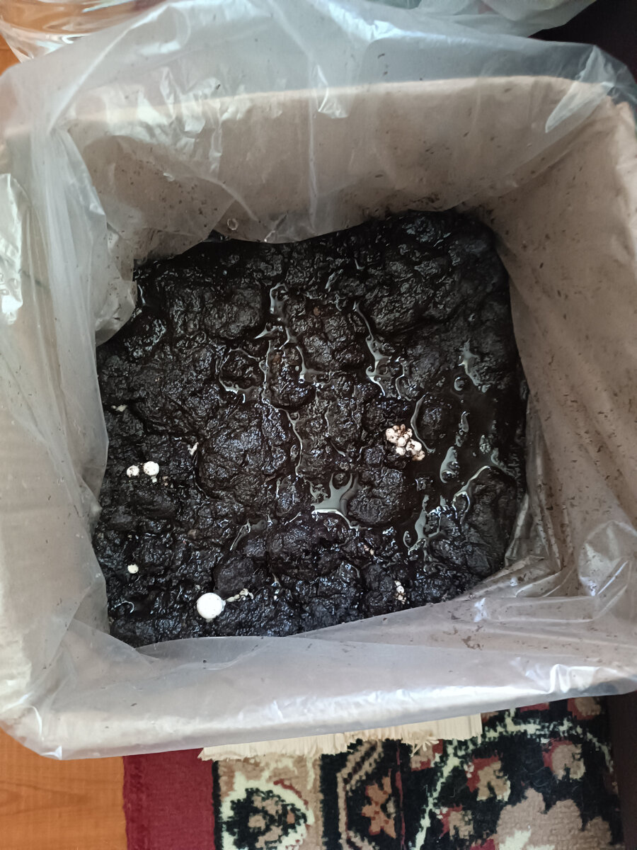 25 августа, коробка с 🍄 сразу после полива