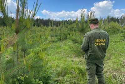    Лесная охрана © Пресс-служба Комитета лесного хозяйства Московской области