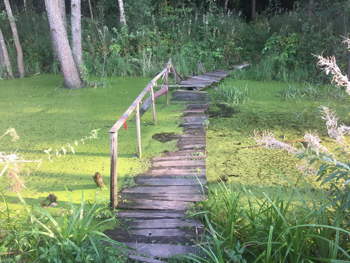 Мостик в лесу через ручей по дороге к камню