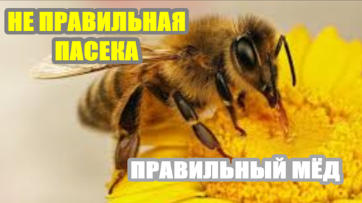 НЕ БЫЛ НА ПАСЕКЕ ДВА МЕСЯЦА