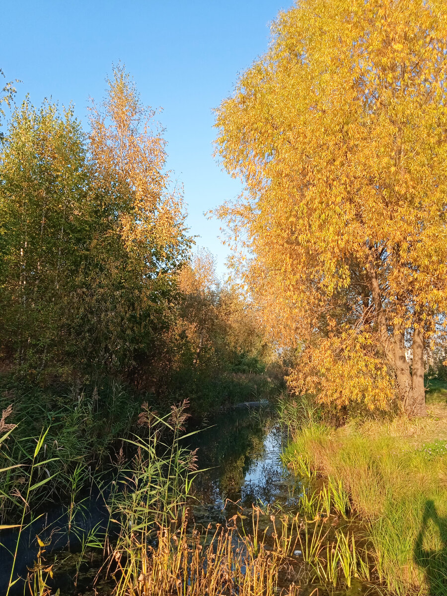 Фото сегодняшнего дня. Золотая осень