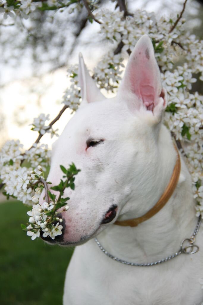 фото взято из яндекса из свободного доступа