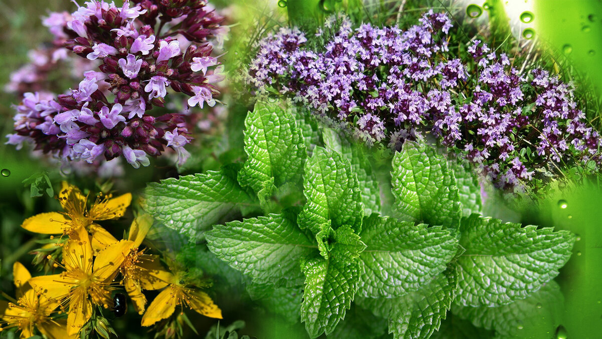 Verbena шалфей