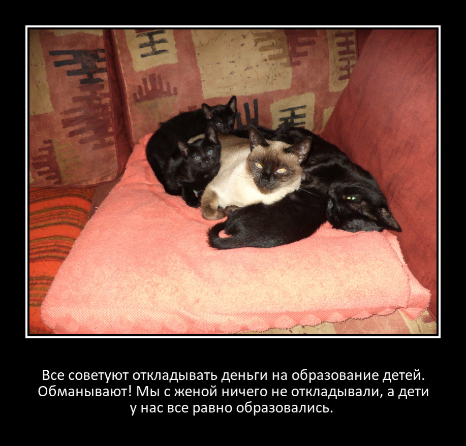 Соня и Фиша с сониными котятами