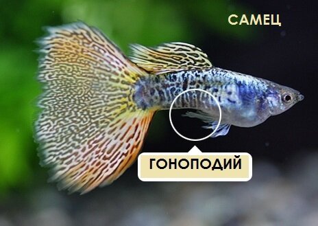 На фото отмечен гоноподий — половой орган самца гуппи.