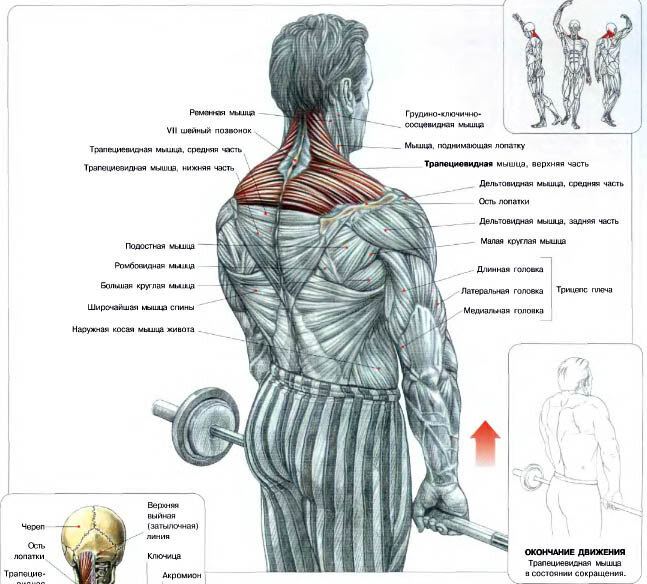 Анатомия трапеции и шейных мышц - Упражнения - Фитнес - MEN's LIFE