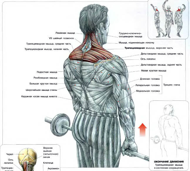 Как накачать трапецию: 6 самых эффективных упражнений для мощных трапеций