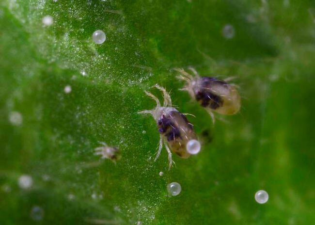 Паутинный клещ