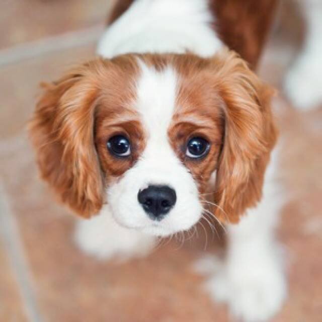 Болезнь Гипогликемия у собак