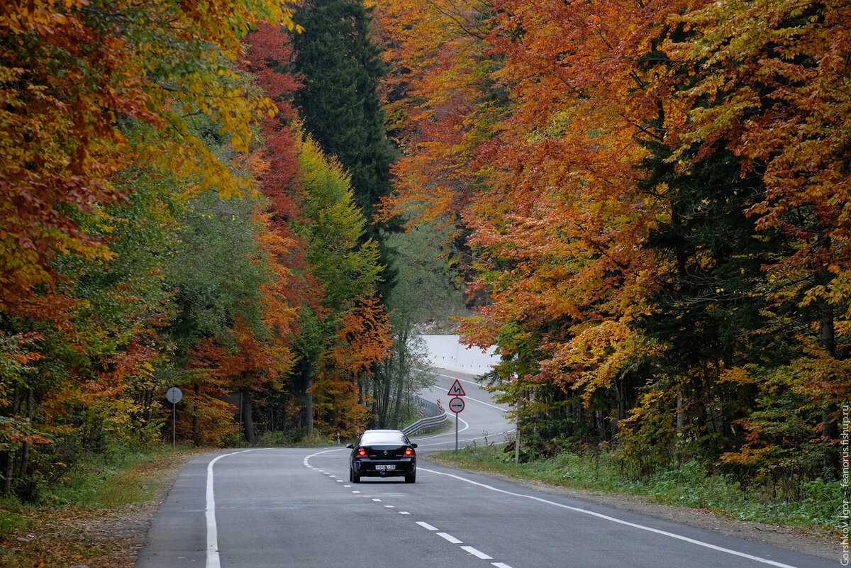 Природа осень дорога