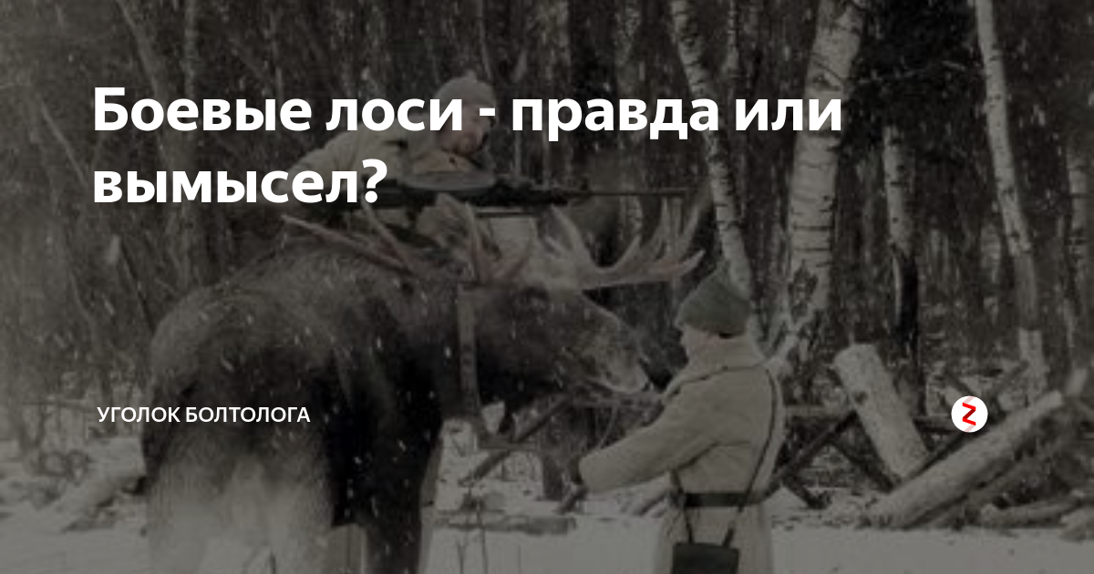 Правда или вымысел. Боевой Лось. Лоси в РККА. Боевые лоси правда?. Лоси в красной армии.