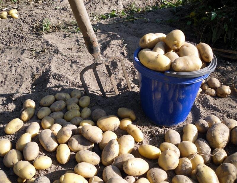 Сроки созревания и признаки готовности картофеля
