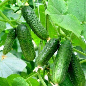 За последние годы в развитии селекционеров произошло очень много изменений, а именно с каждым годом появляются новые сорта семян, которые в несколько раз лучше предыдущих. По этой причине мы с каждым годом можем узнавать о новых сортах, которые будут радовать нас замечательными «дарами» с грядок.