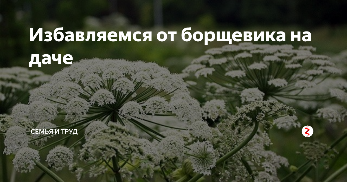 Купырь и сныть
