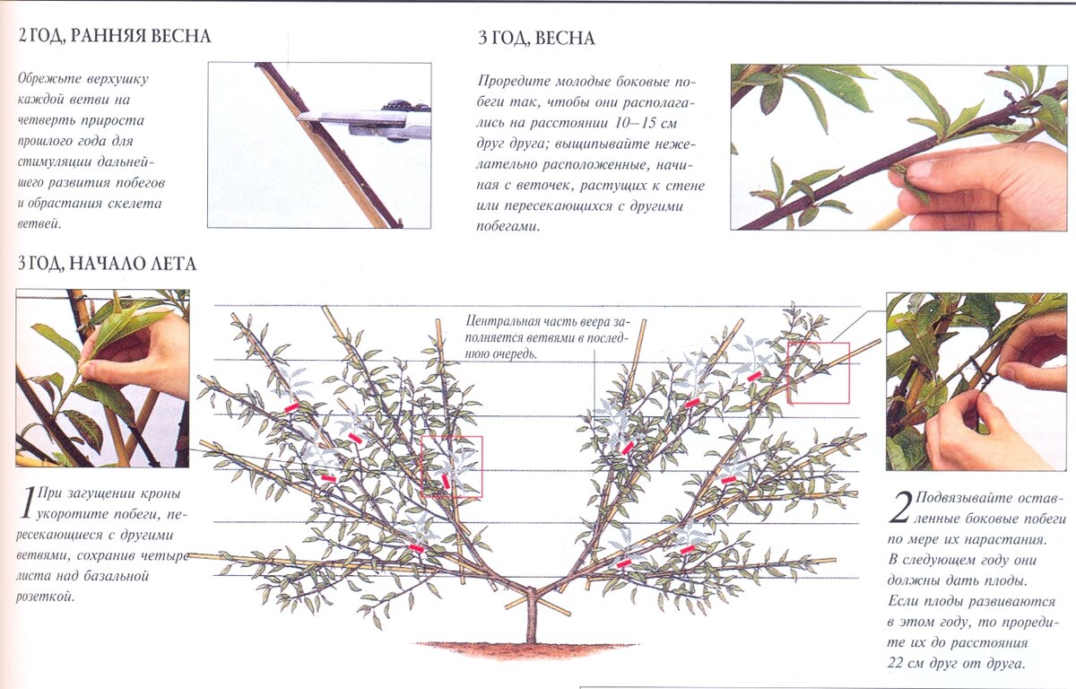 Как обрезать алычу весной для начинающих схемы с подробным описанием
