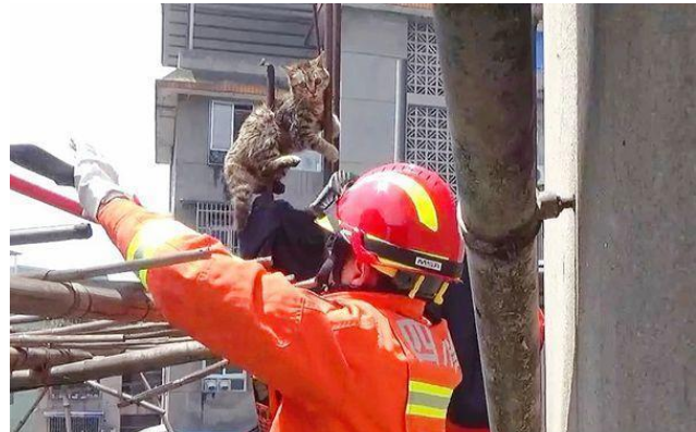  По какой-то причине котенок повис на стальной трубе на крыше и два дня висел на ней.  26 апреля котенок был спасен восторженными гражданами и пожарными.-2
