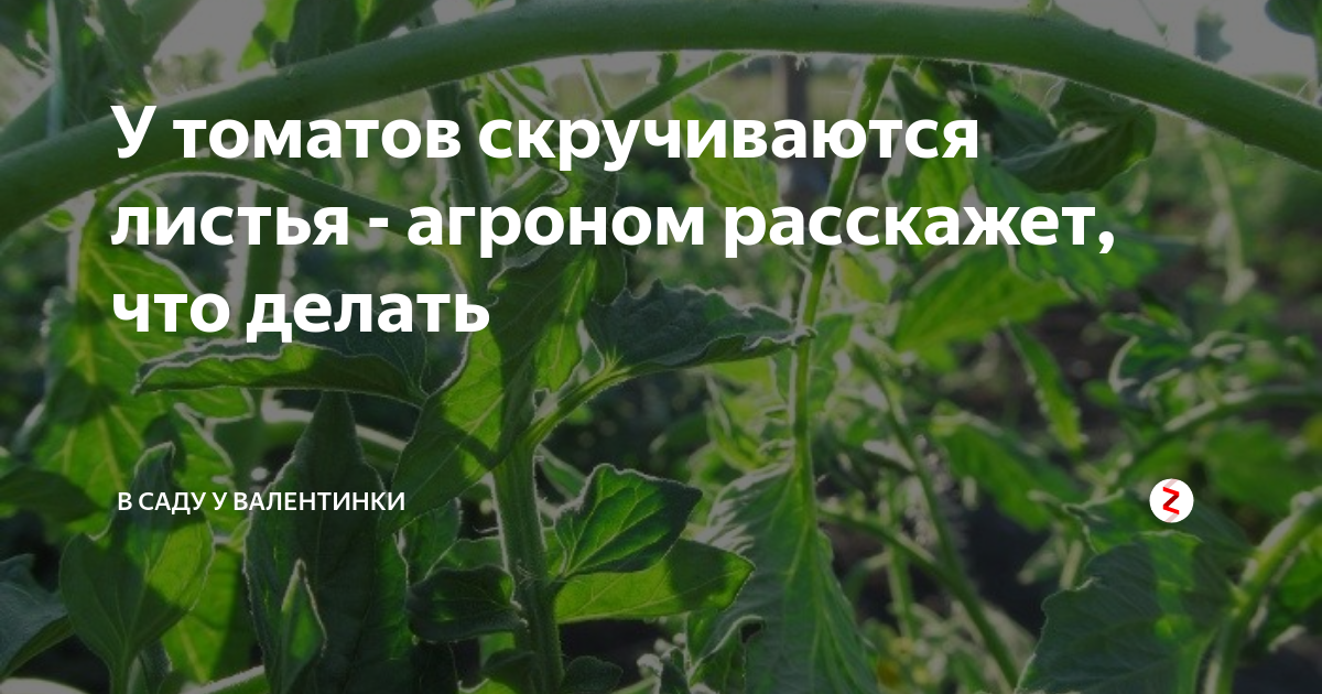 Почему верхние листья у помидор закручиваются