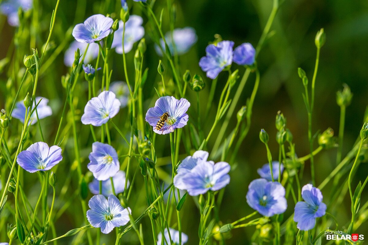 лён долгунец растение. Flax linum usitatissimum. лён долгунец растение. лен обыкновенный растение. лён обыкновенный (linum usitatissimum l.