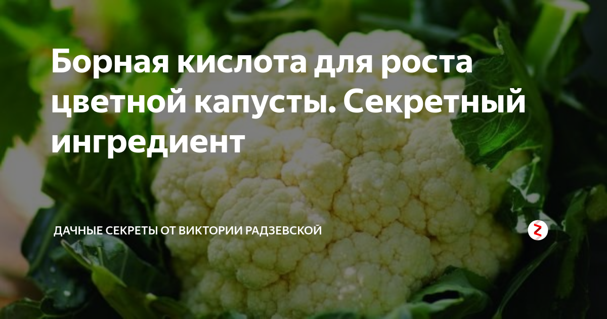 Чем подкормить капусту в июле для завязи. Обработка цветной капусты. Полив цветной капусты борной кислотой для завязи. Борная кислота для капусты от вредителей. Как поливать капусту борной кислотой.