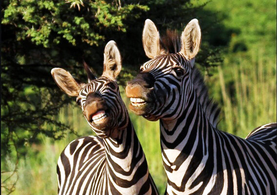 Счастливые непокусанные зебры