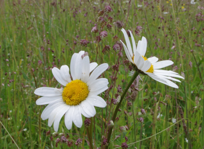 Сойду трава. Сойду трава. Сойду трава. На дальней станции сойду трава по пояс. Трава по пояс.
