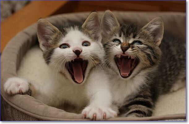Фото котят милых и пушистых и смешных | Wasbere | Дзен