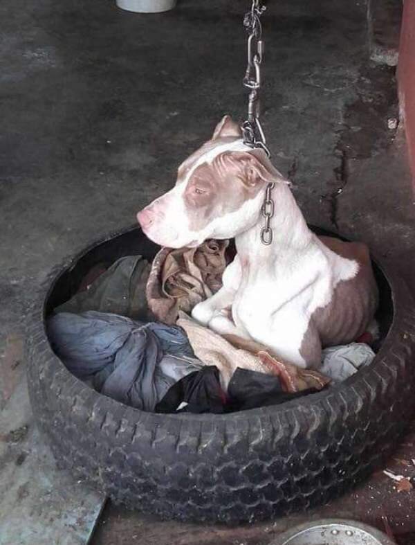 Она не могла лежать и голодала...