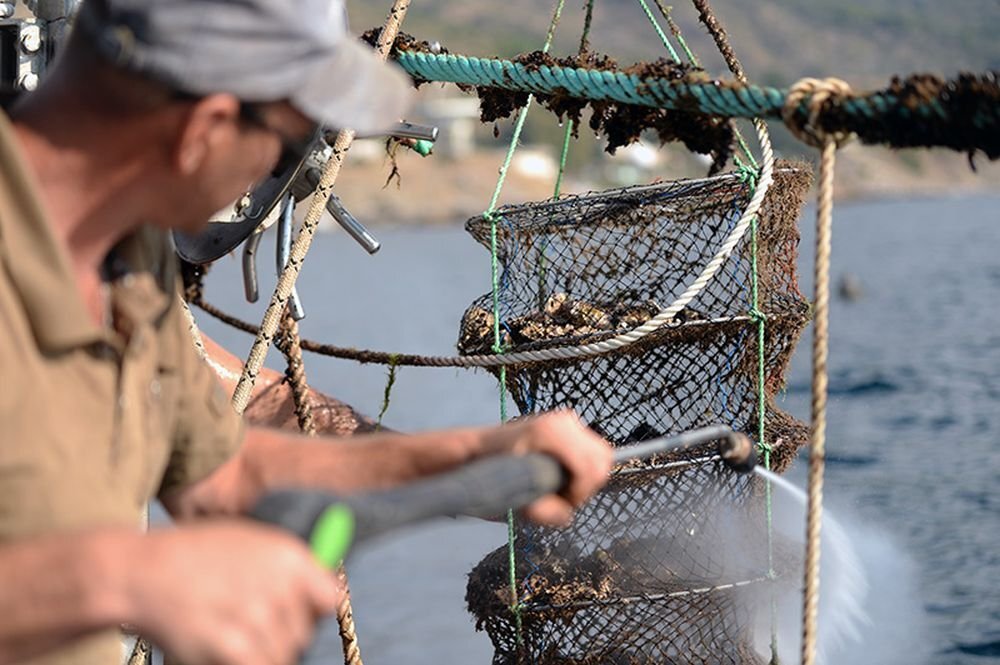 Вылов черноморской устрицы. Фото: Newsli.ru