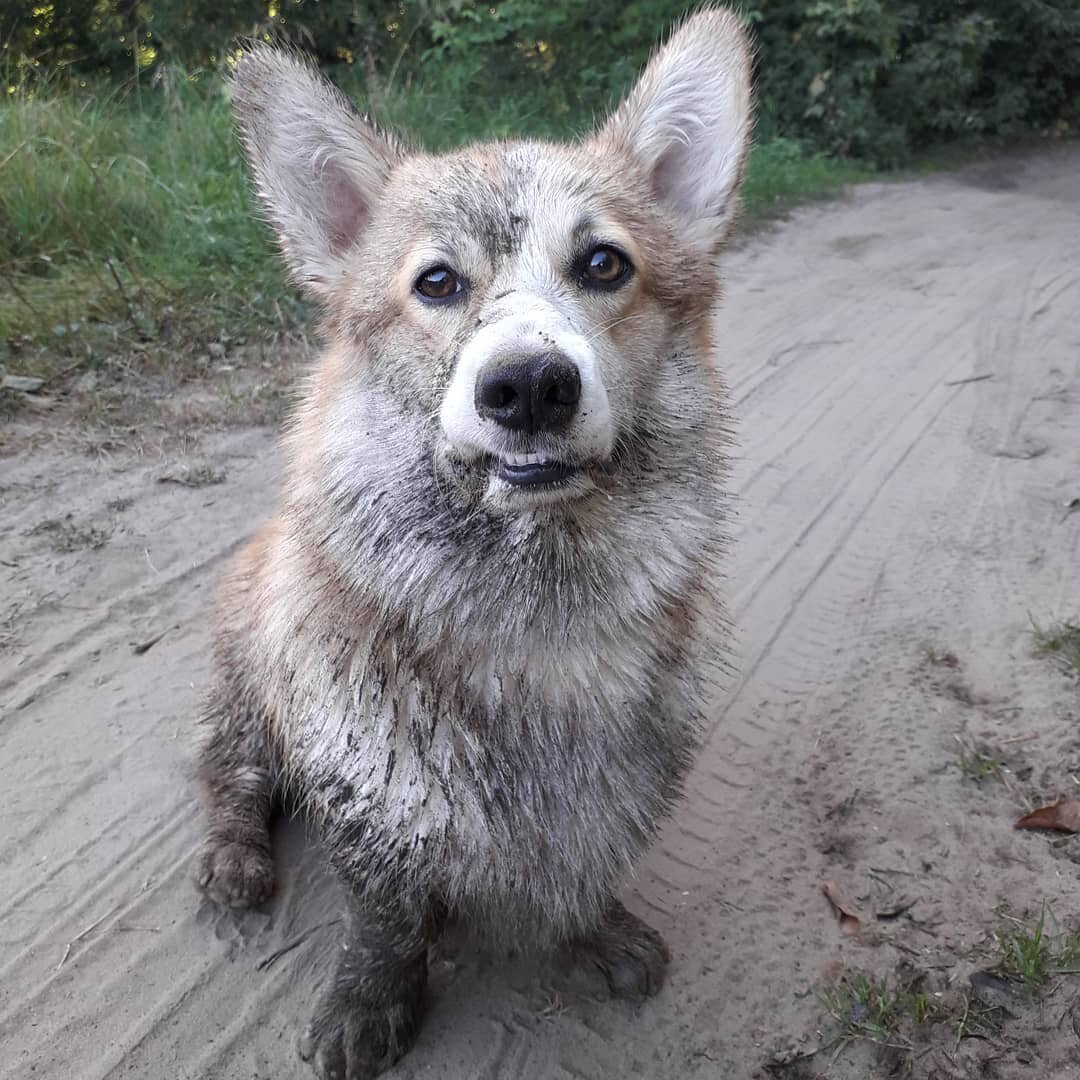 воняют ли собаки. обоняния человека и собаки. страшный корги. воняют ли собаки. нюх собаки.