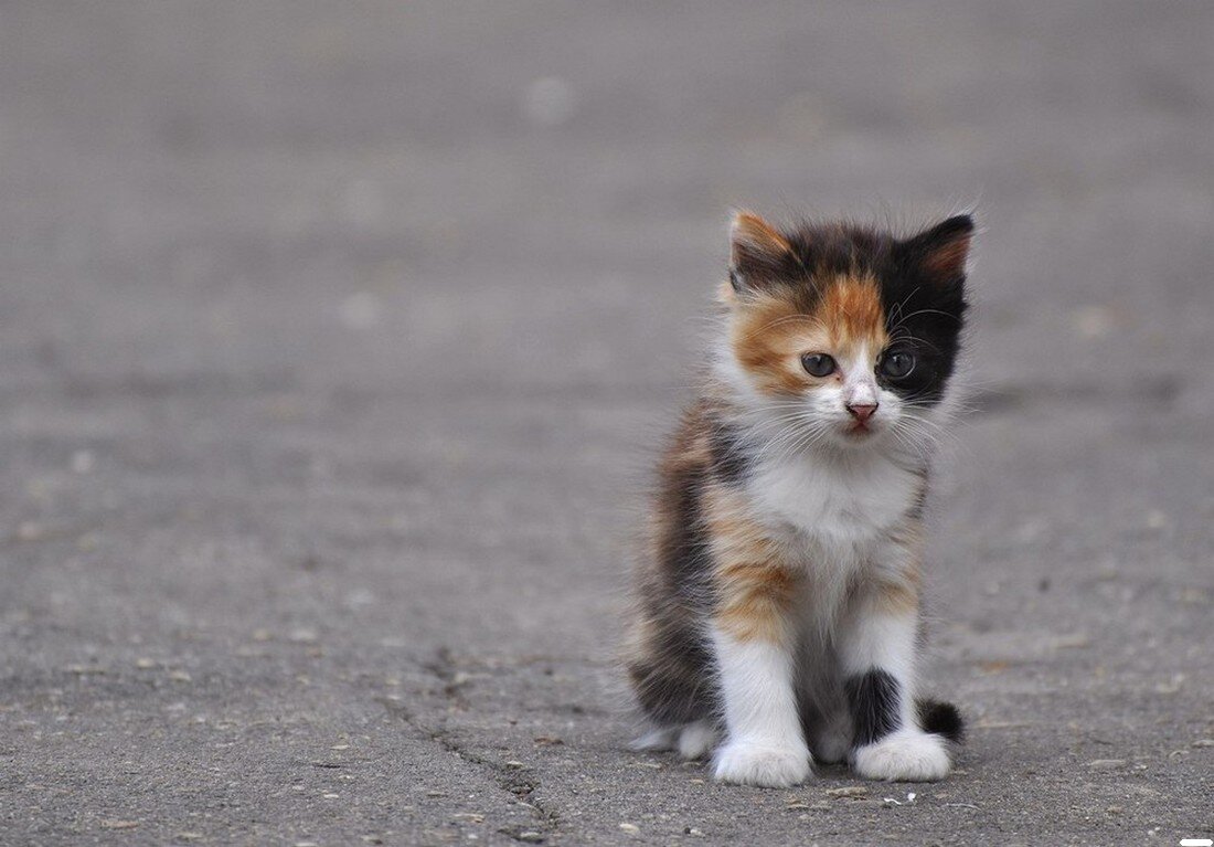 маленький бедный котенок. бедный котик. бедный кот. бедные котята. бездомные котята.