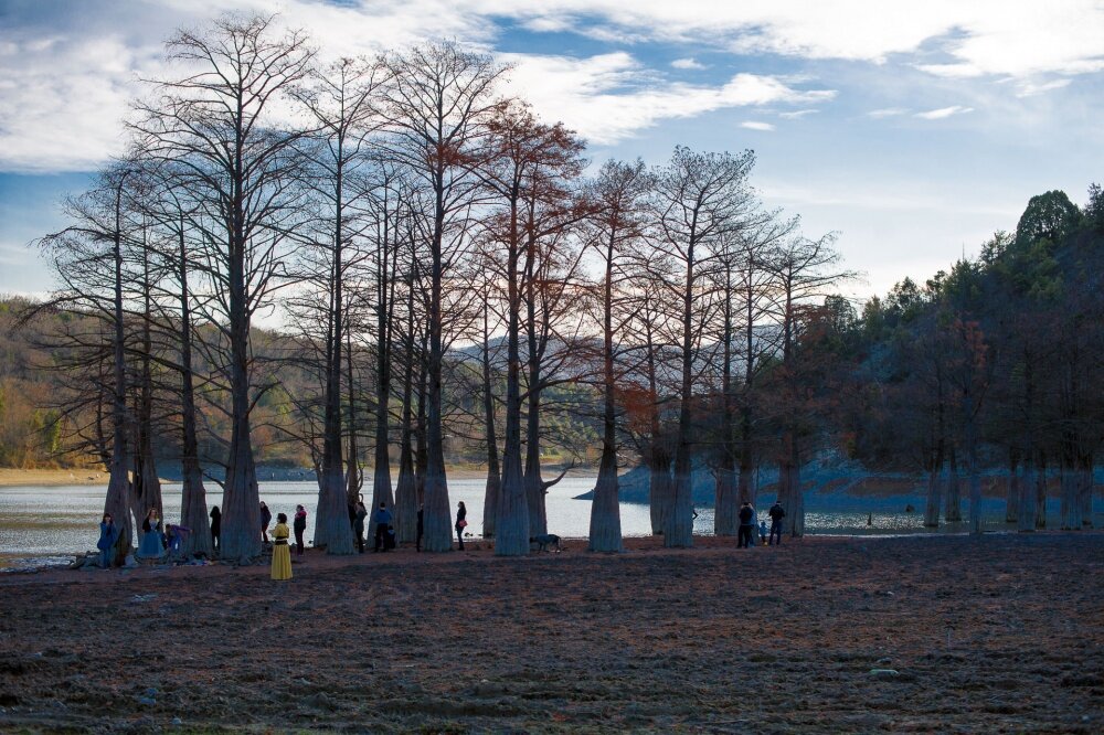 Болотный кипарис или таксодиум двурядный (Taxodium distichum) в Сукко. Фото: Борис Мальцев kublog.ru
