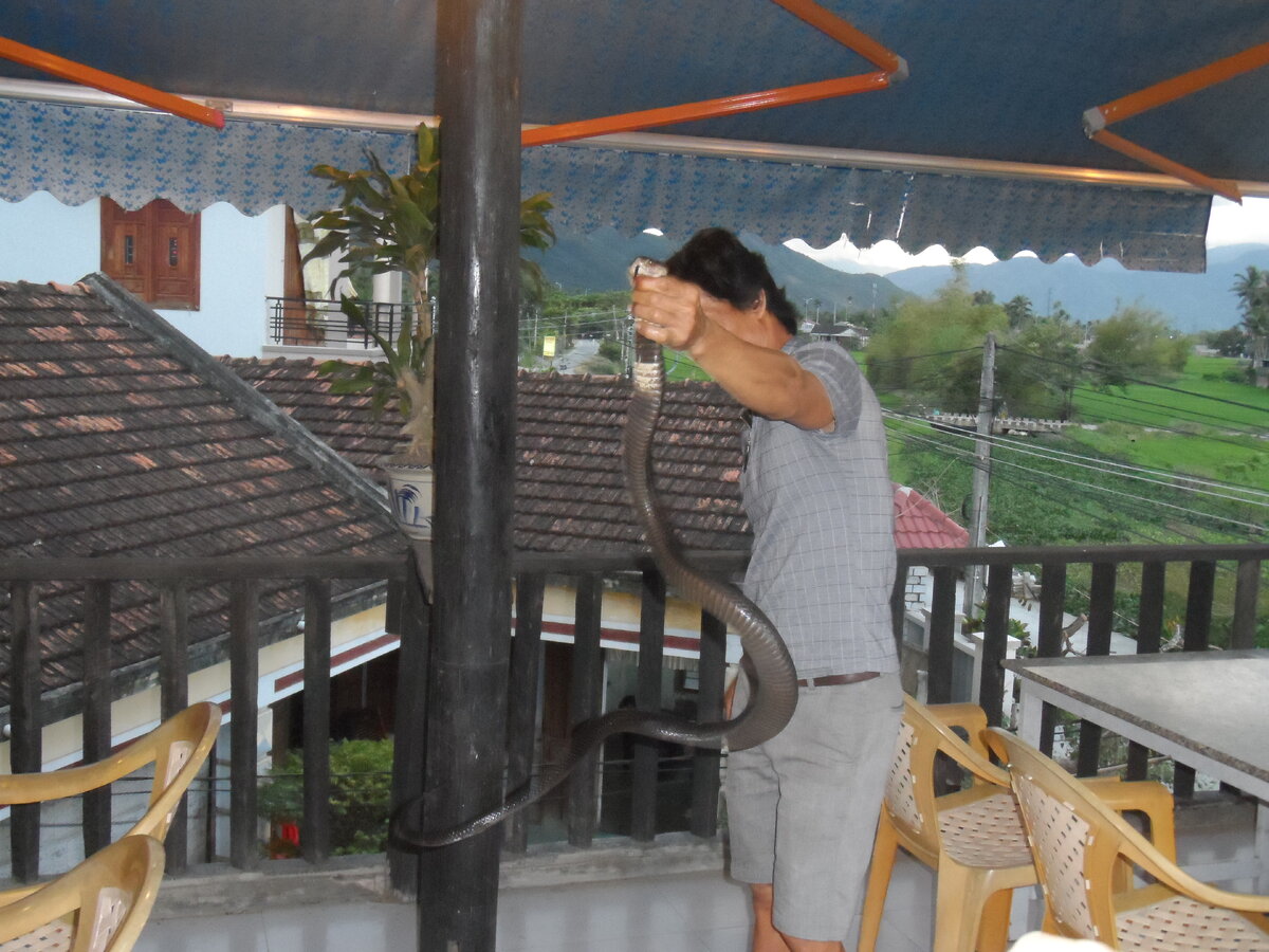 Дикая кобра перед началом ритуала