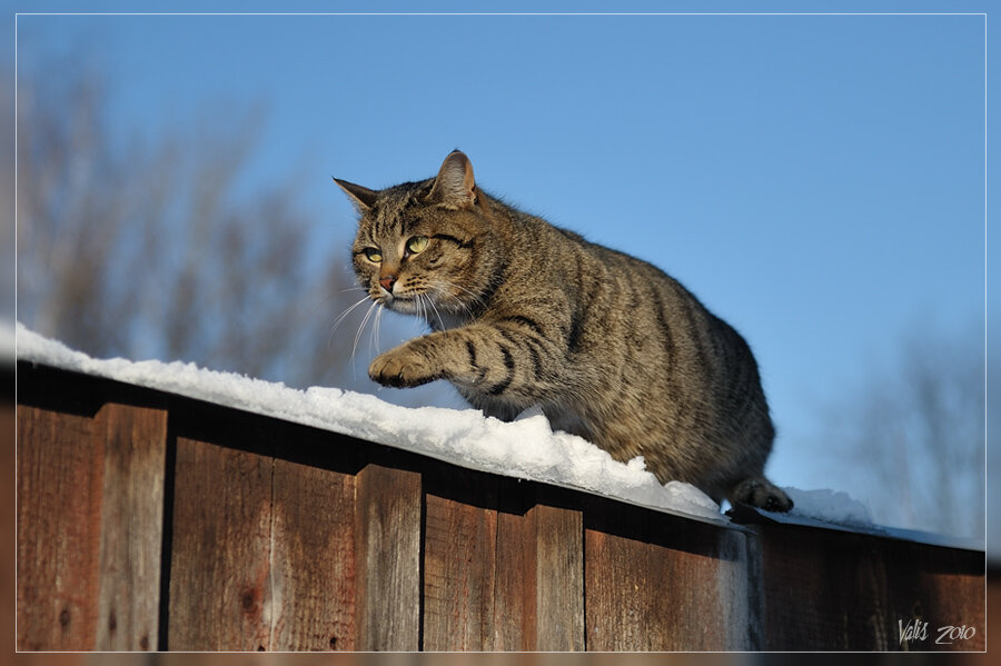 Кот васька картинки