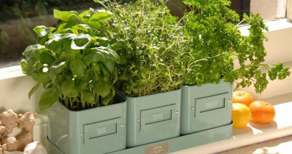 Пряные травы на кухне. Инструкция по выращиванию зелени на подоконнике