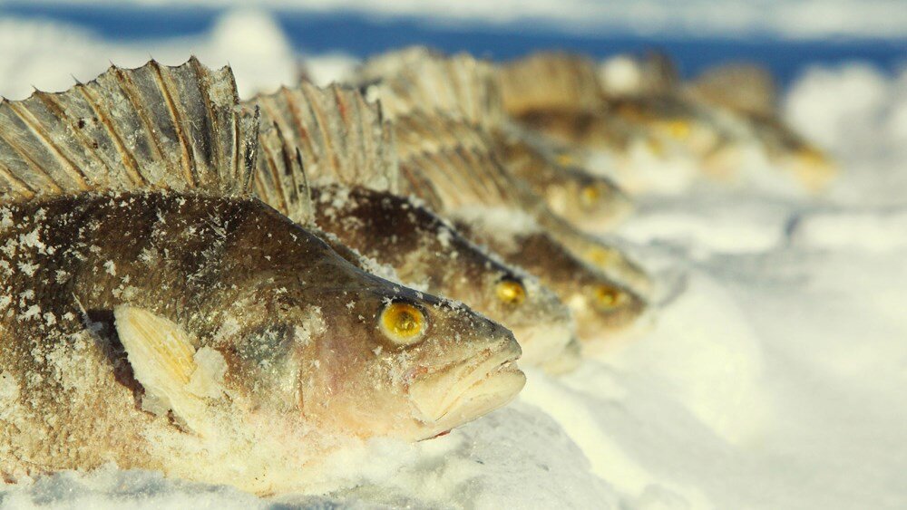 Зимний окунь